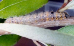 Foto af Lille måneplet (Clostera curtula) | Larve