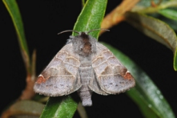 Foto af Chokoladeplet (Clostera pigra) | Hun