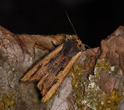 Foto af Irisugle (Xylena vetusta) | Han