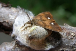 Foto af Lille penselspinder (Orgyia antiqua) | Hun