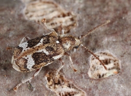 Foto af Hvidbroget borebille (Ptinomorphus imperialis) | Standardfoto
