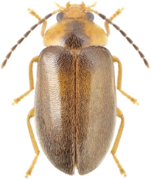 Foto af Stor sumpbille (Microcara testacea) | KV Makarov - www.zin.ru/Animalia/Coleoptera
