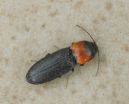 Foto af Rødbrystet hjertesmælder (Cardiophorus ruficollis) | Standardfoto