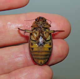 Foto af Hedevandkalv (Dytiscus lapponicus) | Hun