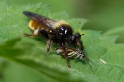 Foto af Gul vedrovflue (Laphria flava) | Hun
