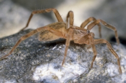 Foto af Liocranoeca striata (Liocranoeca striata) | Jørgen Lissner