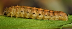Foto af Frønnet landmand (Agrotis puta) | Larve