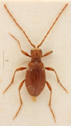 Foto af Ptinus pusillus (Ptinus pusillus) | Han