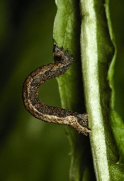 Foto af Idaea degeneraria (Idaea degeneraria) | Larve