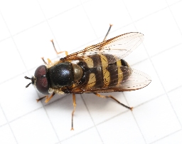 Foto af Stor buesvirreflue (Megasyrphus erraticus) | Han