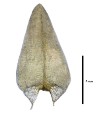 Foto af Stor skebladsmos (Calliergon giganteum)