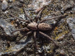 Foto af Berlandina cinerea (Berlandina cinerea) | Han