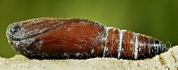 Foto af Sydlig poppel-ordensbånd (Catocala elocata) | Puppe