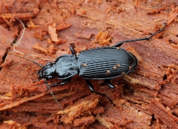 Foto af Skovjordløber (Pterostichus niger) | Standardfoto