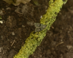 Foto af Grøn lav-ugle (Cryphia algae) | Hun