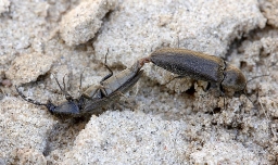 Foto af Ligebred græssmælder (Cidnopus aeruginosus) | Ole Martin