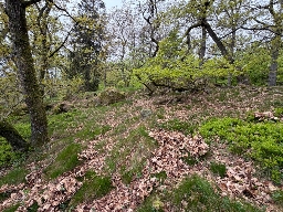 Foto af Rødbenet museedderkop (Gnaphosa bicolor) | Habitatet ved Ekkodalen