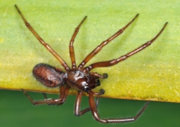 Foto af Enoplognatha caricis (Enoplognatha caricis) | Han