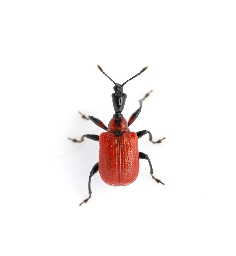 Foto af Hasselbladruller (Apoderus coryli) | Standardfoto