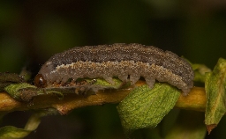 Foto af Pile-jordfarveugle (Leptologia lota) | Larve