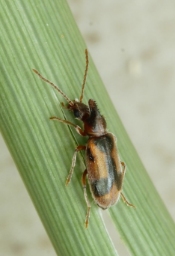 Foto af Enhjørning (Notoxus monoceros) | Standardfoto