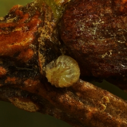 Foto af Rødmende ugle (Coenophila subrosea) | Æg