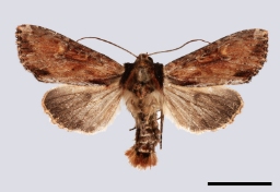 Foto af Rustugle (Apamea crenata) | Standardfoto