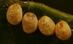 Foto af Pile-havemåler (Eulithis testata) | Æg