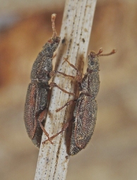 Foto af Monotoma conicicollis (Monotoma conicicollis) | Standardfoto