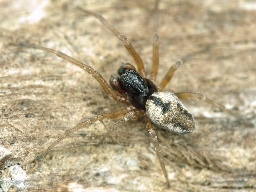 Foto af Simziella major (Simziella major) | Han