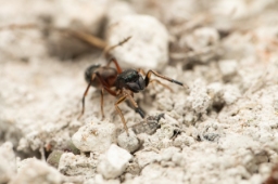 Foto af Myrmarachne formicaria (Myrmarachne formicaria) | Hun