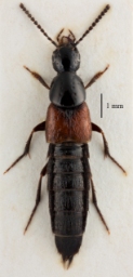 Foto af Philonthus corruscus (Philonthus corruscus)