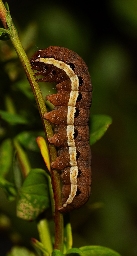 Foto af Blegskuldret perikonugle (Chloantha hyperici) | Larve
