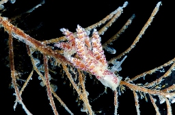Foto af Doto coronata (Doto coronata) | Standardfoto