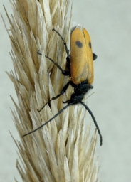 Foto af Klitplasterbille (Apalus bimaculatus) | Standardfoto