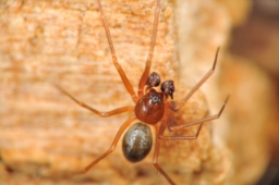 Foto af Midia midas (Midia midas) | Han