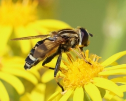 Foto af Nordlig sumpsvirreflue (Helophilus affinis) | Hun