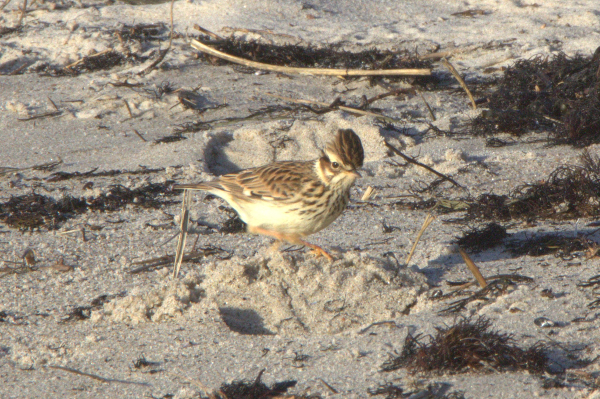 Woodlark (Lullula arborea), photo 1
