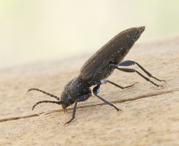 Foto af Stribet barkbuk (Asemum striatum) | Standardfoto