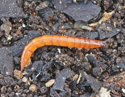 Foto af Pragtsmælder (Ischnodes sanguinicollis) | Larve