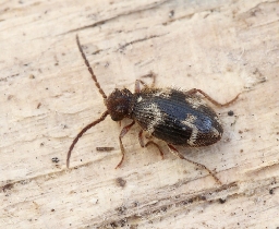 Foto af Ptinus rufipes (Ptinus rufipes) | Hun