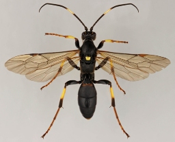 Foto af Diphyus palliatorius (Diphyus palliatorius) | Malcolm Storey