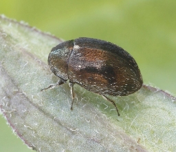 Foto af Morychus aeneus (Morychus aeneus) | Standardfoto