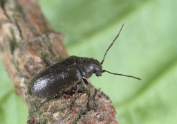 Foto af Fyrreborebille (Ernobius nigrinus) | Standardfoto