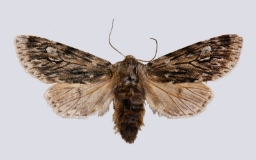 Foto af Tidlig frostugle (Brachionycha nubeculosa) | Standardfoto