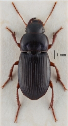 Foto af Rødbenet markløber (Harpalus rubripes) | Standardfoto