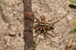Foto af Summeedderkop (Anyphaena accentuata) | Han