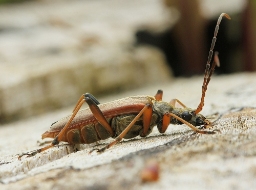 Foto af Smalbuk (Stenocorus meridianus) | Hun