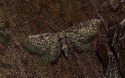Foto af Skjallerdværgmåler (Eupithecia plumbeolata) | Han