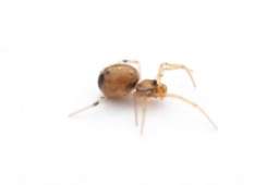 Foto af Væksthus-Æggebæreren (Coleosoma floridanum) | Frederik Leck Fischer